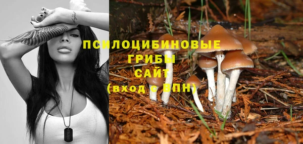 PSILOCYBIN Бронницы